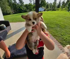 AKC Pembroke Welsh Corgi Puppies for Sale
