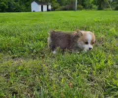 AKC Pembroke Welsh Corgi Puppies for Sale