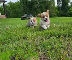 AKC Pembroke Welsh Corgi Puppies for Sale