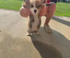 AKC Pembroke Welsh Corgi Puppies for Sale