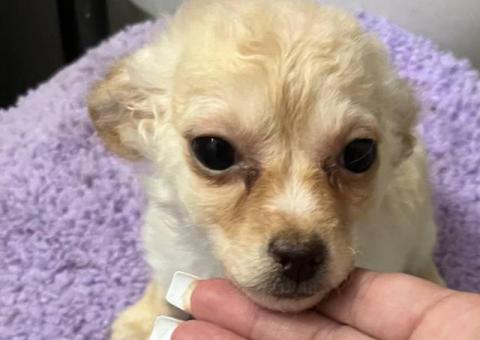 2 litter Chihuahua puppies for sale