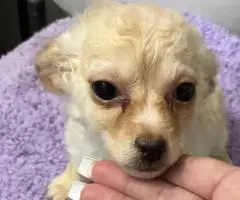 2 litter Chihuahua puppies for sale