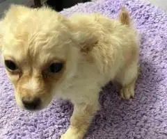 2 litter Chihuahua puppies for sale