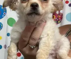 2 litter Chihuahua puppies for sale
