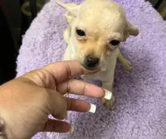 2 litter Chihuahua puppies for sale