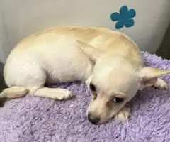 2 litter Chihuahua puppies for sale