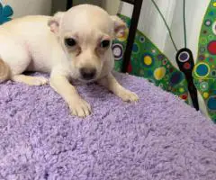2 litter Chihuahua puppies for sale