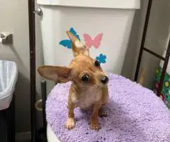2 litter Chihuahua puppies for sale