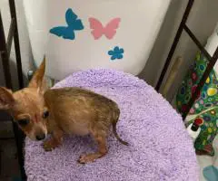 2 litter Chihuahua puppies for sale