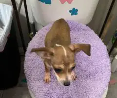 2 litter Chihuahua puppies for sale