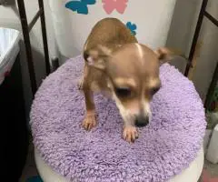 2 litter Chihuahua puppies for sale