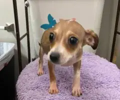 2 litter Chihuahua puppies for sale