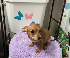 2 litter Chihuahua puppies for sale
