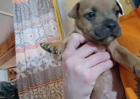 Pocket Bully Puppies $50 each