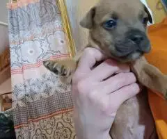 Pocket Bully Puppies $50 each