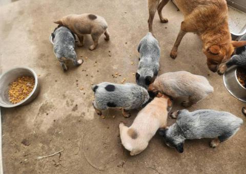 2025 Australian Cattle Dog Puppies for Sale
