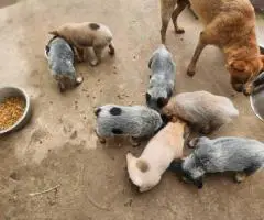 2025 Australian Cattle Dog Puppies for Sale