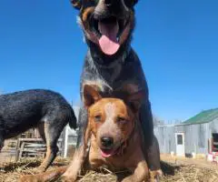 2025 Australian Cattle Dog Puppies for Sale