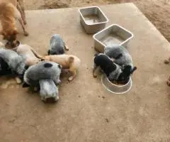 2025 Australian Cattle Dog Puppies for Sale