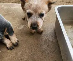 2025 Australian Cattle Dog Puppies for Sale