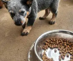 2025 Australian Cattle Dog Puppies for Sale