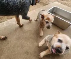 2025 Australian Cattle Dog Puppies for Sale