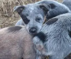 2025 Australian Cattle Dog Puppies for Sale