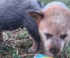 2025 Australian Cattle Dog Puppies for Sale