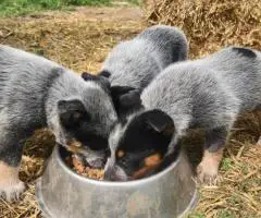 2025 Australian Cattle Dog Puppies for Sale