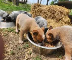 2025 Australian Cattle Dog Puppies for Sale
