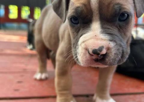 Litter of Purebred Pitbull puppies for sale