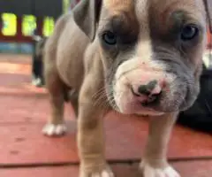Litter of Purebred Pitbull puppies for sale