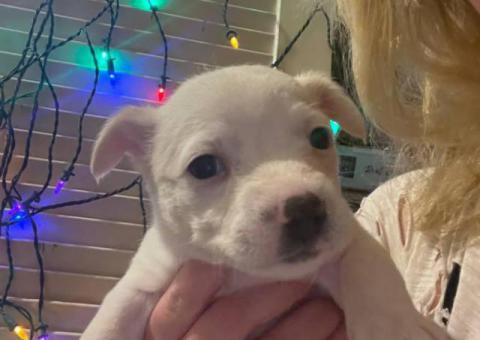 Cute Malchi puppies