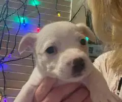 Cute Malchi puppies