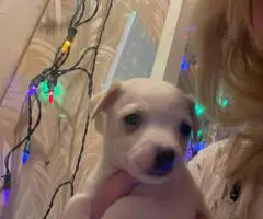 Cute Malchi puppies