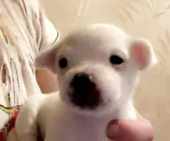Cute Malchi puppies