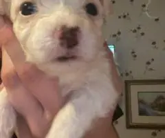 Cute Malchi puppies