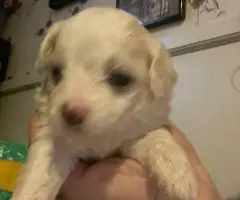 Cute Malchi puppies