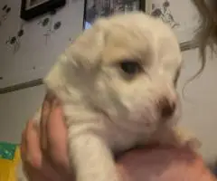Cute Malchi puppies