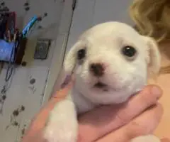 Cute Malchi puppies
