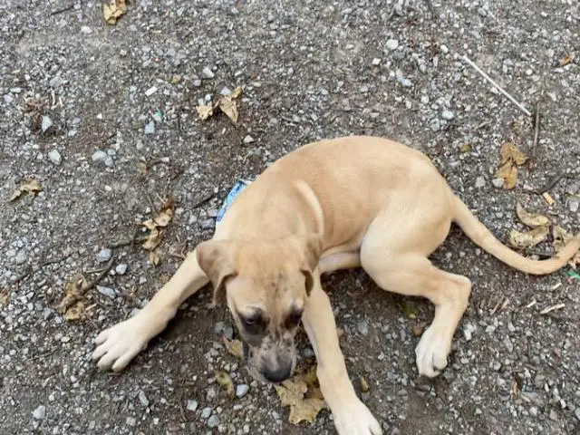 2 male Great Dane puppies still available