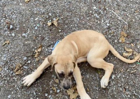 2 male Great Dane puppies still available