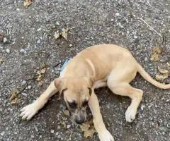 2 male Great Dane puppies still available