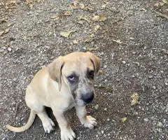 2 male Great Dane puppies still available