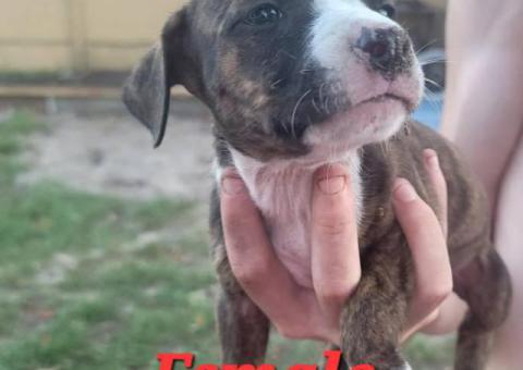 8 beautiful Bullboxer pit puppies for sale