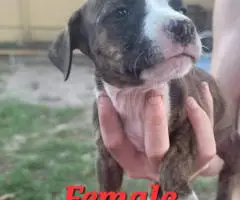 8 beautiful Bullboxer pit puppies for sale