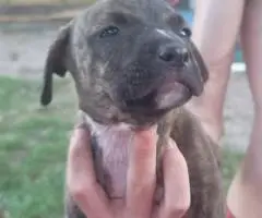 8 beautiful Bullboxer pit puppies for sale