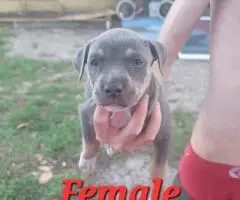 8 beautiful Bullboxer pit puppies for sale