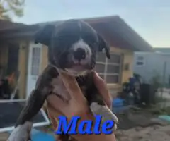 8 beautiful Bullboxer pit puppies for sale