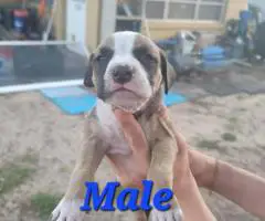 8 beautiful Bullboxer pit puppies for sale